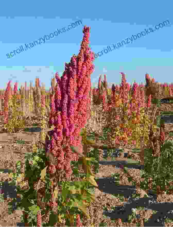 A Lush Field Of Quinoa Plants The Quinoa Quookbook: 100 Quintessential Recipes Featuring Quinoa The Super Food