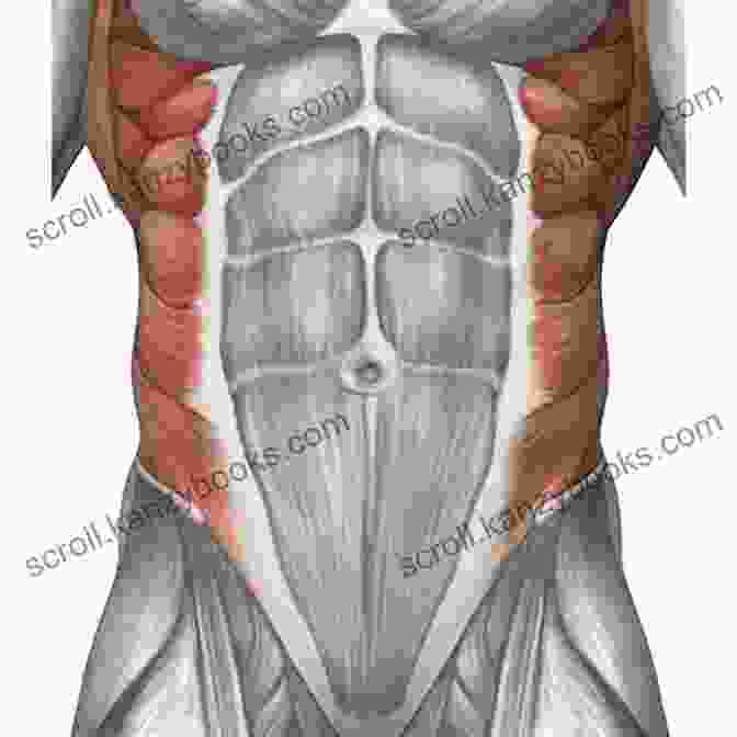 Diagram Of Abdominal Muscles Six Pack Abs: Secrets To The Best Abs Ever