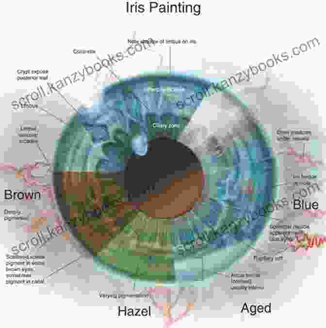 Iris Anatomy And Zones Disease Signs In The Iris: Interpretation And Medication