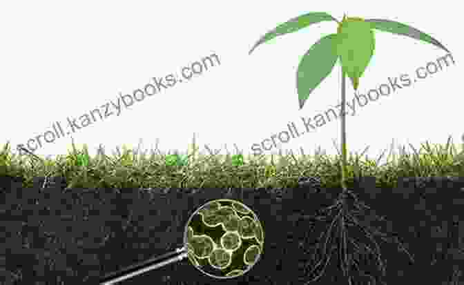 Microscopic View Of Humic Substances In Soil Humic Fulvic Substances: A Research Guide