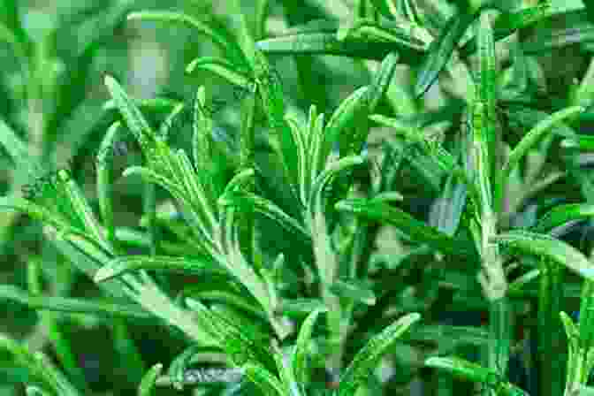 Rosemary Herb Garden The Flavors Of Rosemary: 50 Different Ways To Rosemary