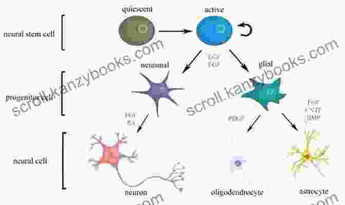 Stem Cells In The Brain, Promoting Neurological Regeneration Neurological Regeneration (Stem Cells In Clinical Applications)