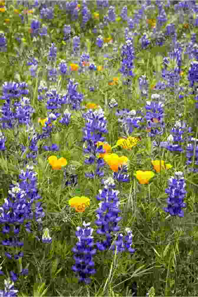 Vibrant Native Plants Showcasing Their Diverse Colors And Textures Real Gardens Grow Natives: Design Plant And Enjoy A Healthy Northwest Garden