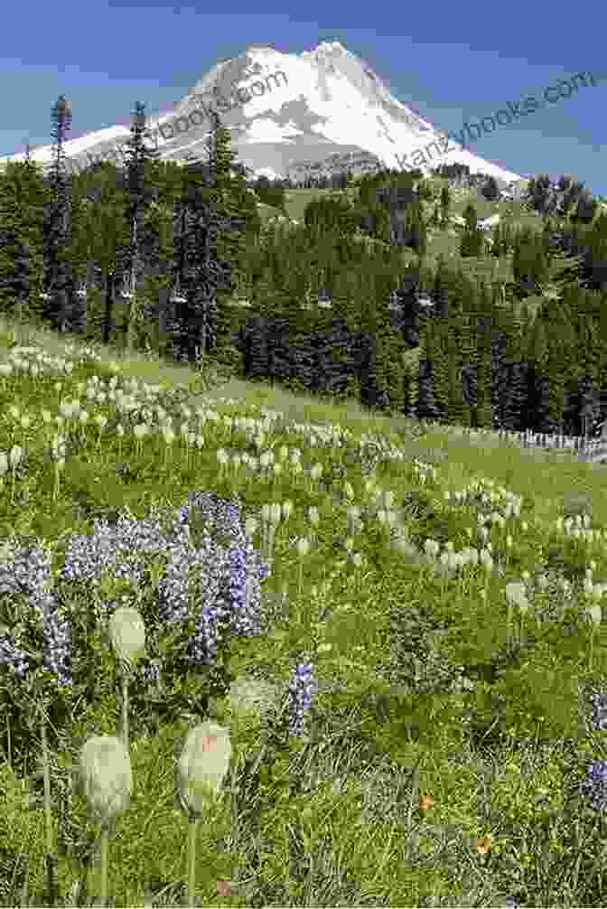 Wildflowers On Mount Hood Day Hiking Mount Hood: A Year Round Guide